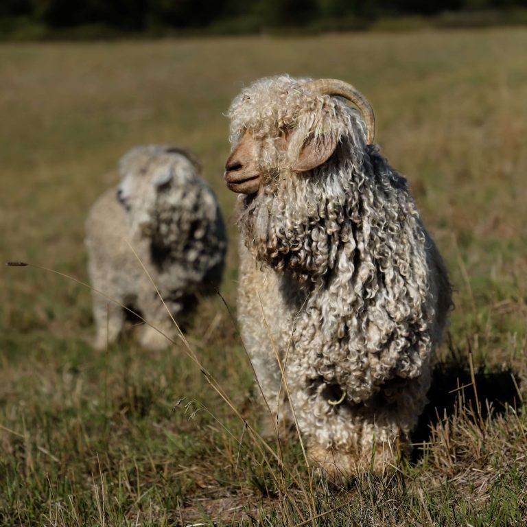 What is an Angora Goat?