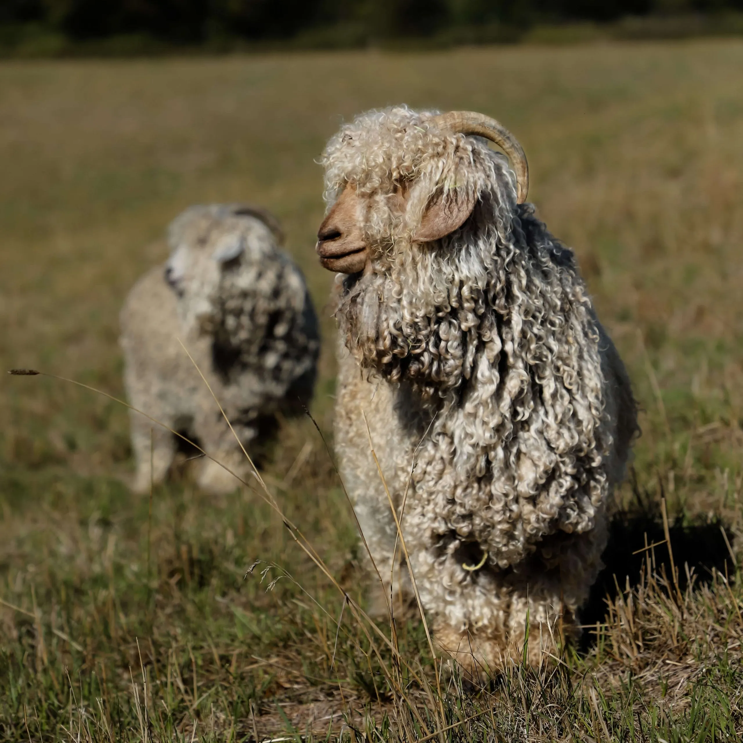 What is an Angora Goat?
